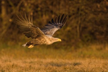 Ak kuyruklu kartal Haliaeetus albicilla yaban hayatı sonbahar renk ortamında uçuyor. Ern olarak da bilinen Erne, gri kartal, Avrasya deniz kartal. Güzel sonbahar renkli arka plan