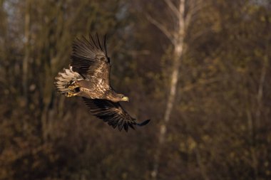 Ak kuyruklu kartal Haliaeetus albicilla yaban hayatı sonbahar renk ortamında uçuyor. Ern olarak da bilinen Erne, gri kartal, Avrasya deniz kartal. Güzel sonbahar renkli arka plan