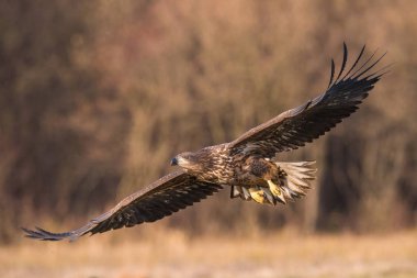 Ak kuyruklu kartal Haliaeetus albicilla yaban hayatı sonbahar renk ortamında uçuyor. Ern olarak da bilinen Erne, gri kartal, Avrasya deniz kartal. Güzel sonbahar renkli arka plan