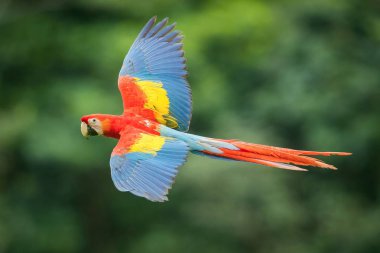 Ara Macao, Scarlet Maccaw Papağan, Costa Ric 'in doğal ortamında uçuyor.