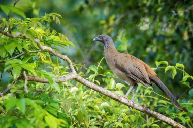 Ortalis ruficauda ya da Rufous-vented chachalaca Kuş dalın üzerine tünemiş