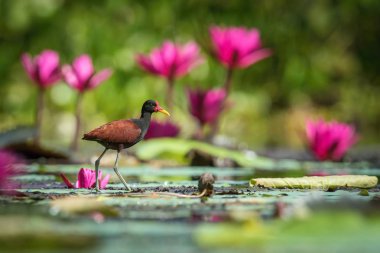 Wattled Jasana Jasana Jasana Trinidad sulak alanların tipik ortamda yürüyor