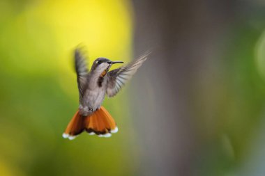 Ruby-topaz Hummingbird, Chrysolampis sivrisineği yeşil arka planda uçuyor, Trinidad ve Tobag