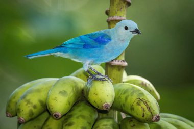 Thraupis piskoposu mavi ve gri Tanager Trinidad ve Tobago doğasında bir ağaç dalına tünemiş.