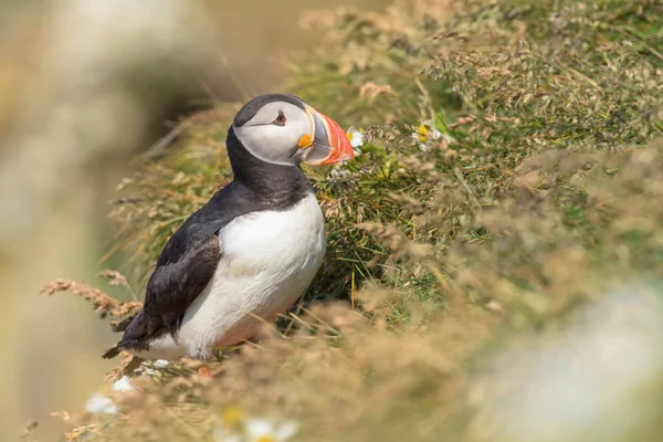 Atlantic Puffin Fratercula Arctica Sitting Grass Very Clouse Its Nesting — 스톡 사진