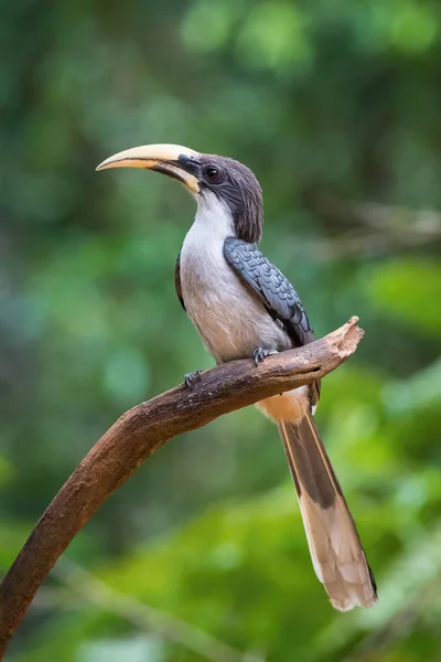 Σρι Λάνκα Grey Hornbill Ocyceros Gingalensis Κάθεται Και Ποζάρει Στο — Φωτογραφία Αρχείου