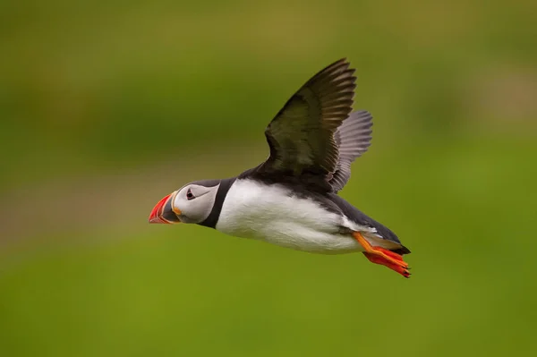 Atlantic Puffin Fratercula Arctica Πετάει Στην Πράσινη Φωλιά Του Είναι — Φωτογραφία Αρχείου