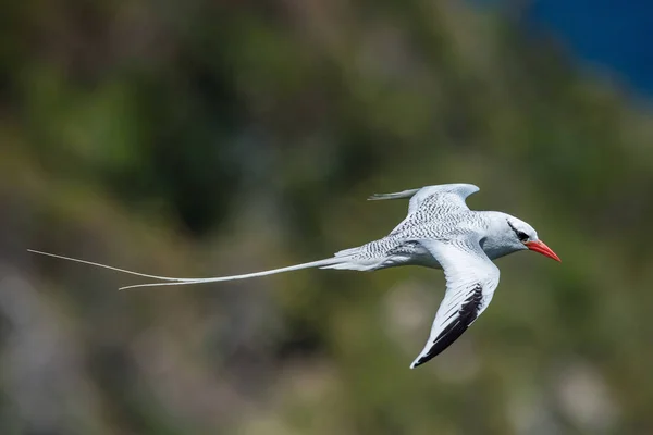 Tropicbird Bec Rouge Phaethon Aethereus Survole Baie Tobag — Photo