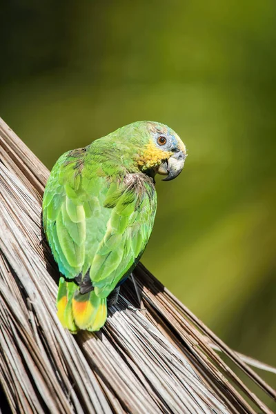 Amazona Amazonica Oder Orangeflügelte Amazon Der Vogel Hockt Auf Dem — Stockfoto