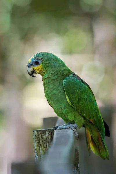 Amazona Amazonica Amazzone Dalle Ali Arancioni Uccello Appollaiato Sul Ramo — Foto Stock