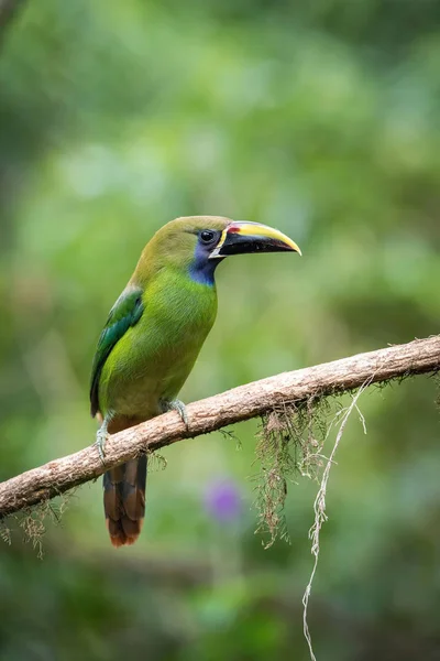Aulacorhynchus Prasinus Emerald Toucanet Bird Perched Branch Nice Wildlife Natural — Stock Photo, Image
