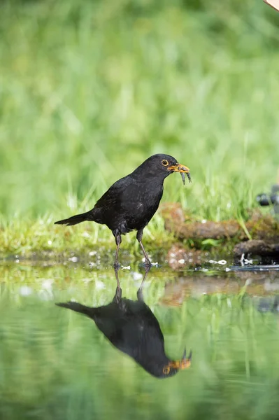 Common Blackbird is fishing to feed his chicks, Turdus merula, Blackbird has got two fishes in his beak. Nice mirroring reflection on surface of forest waterhole, nice bright green backroun