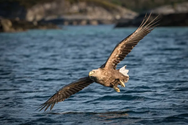 Vitstjärtad Örn Haliaeetus Albicilla Har Precis Fångat Fisk Från Vatten — Stockfoto