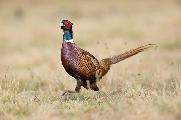 Ortak sülün, çimenlerde Phasianus colchicus duruyor ve içecek hazırlama, inanılmaz ışık içinde belgili tanımlık geçmiş sunrice, güzel renkli bokeh