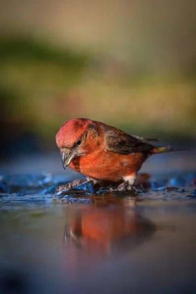 Red Crossbill Loxia Curvirostra Sitting Waterhole Forest Reflecting Surface Preparing — Stock Photo, Image
