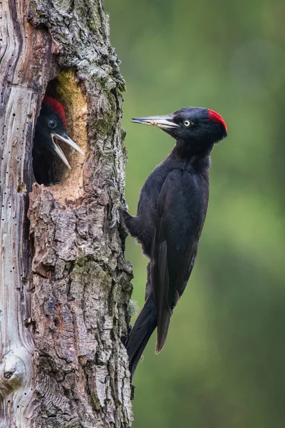 Černý Datel Dryokopus Martius Krmící Svá Mláďata Než Budou Mít — Stock fotografie