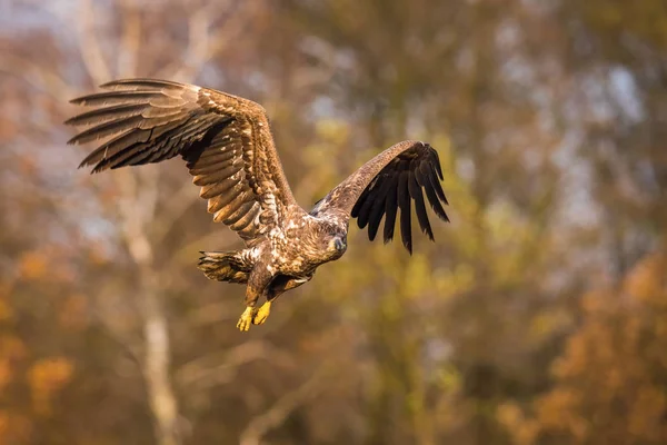 Havsörnen Haliaeetus Albicilla Flyger Höstens Färg Miljö Vilda Djur Även — Stockfoto