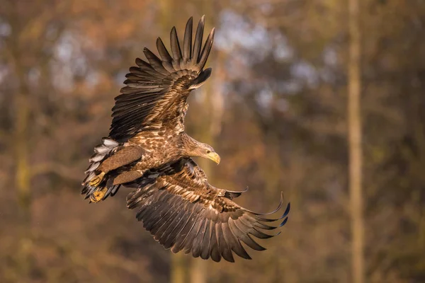 Águila Cola Blanca Haliaeetus Albicilla Está Volando Otoño Ambiente Color —  Fotos de Stock