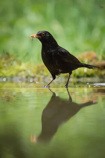 Common Blackbird is fishing to feed his chicks, Turdus merula, Blackbird has got two fishes in his beak. Nice mirroring reflection on surface of forest waterhole, nice bright green backroun