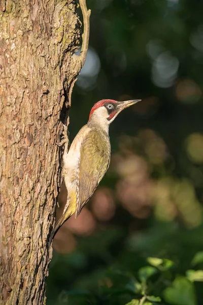 Európai Zöld Küllő Picus Viridis Táplálja Csibék Előtt Lesz Első — Stock Fotó