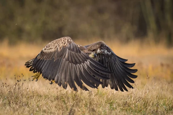 Águila Cola Blanca Haliaeetus Albicilla Está Volando Otoño Ambiente Color —  Fotos de Stock