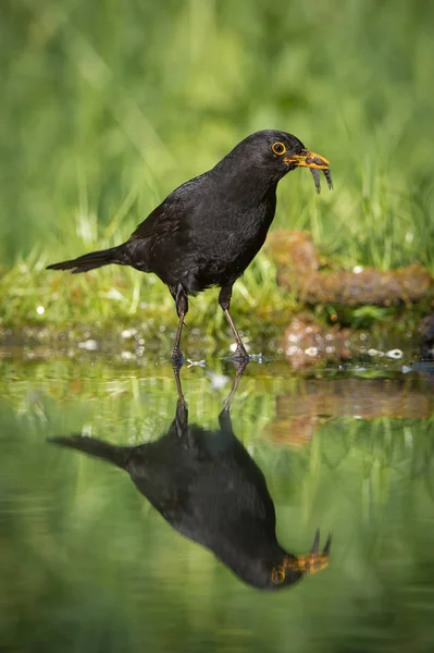 Common Blackbird is fishing to feed his chicks, Turdus merula, Blackbird has got two fishes in his beak. Nice mirroring reflection on surface of forest waterhole, nice bright green backroun
