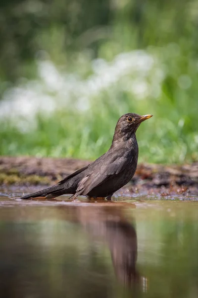 Pájaro Negro Común Está Sentado Pozo Agua Bosque Reflejando Superficie — Foto de Stock