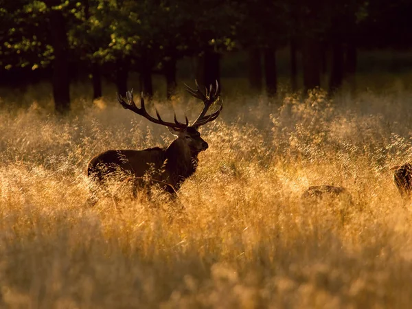 Kızıl Geyik Cervus Elaphus Tipik Sonbahar Ortamda Kuru Görkemli Hayvan — Stok fotoğraf