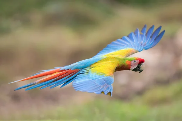 Ara Macao Scarlet Macaw Hybryda Papuga Leci Miłym Naturalnym Środowisku — Zdjęcie stockowe