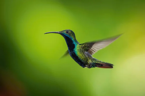 Hummingbird Hovering Drinking Nectar Beautiful Flower Rain Forest Flying Black — Stock Photo, Image