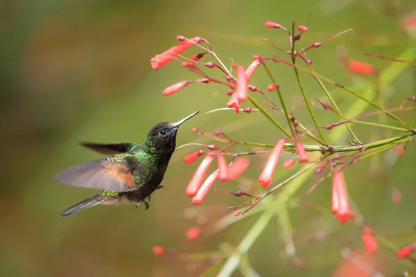 Eupherusa Nigriventris Beija Flor Barriga Preta Beija Flor Está Pairando — Fotografia de Stock