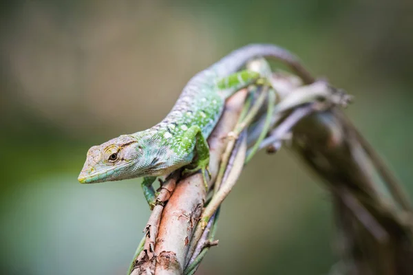 lizard on the branch in the rain forest in Trinidad and Tobago