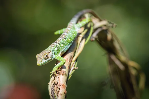 lizard on the branch in the rain forest in Trinidad and Tobago