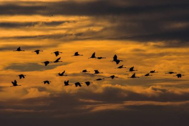Grus grus, İsveç 'in Hornborga Gölü yakınlarında tipik bir çevrede uçuyor. Arka planda günbatımı altın bulutları var. 