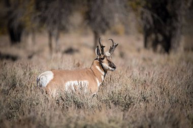 Antilocapra americana, Pronghorn, tipik bir sonbahar ortamı olan kuru çimenlerin üzerinde boynuzlarını gururla takmış, yumurtlayan bir arka için savaşmaya hazır, Yellowstone, Us