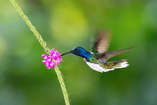 Koliber Jest Gwałtowny Wzrost Picia Nektaru Piękny Kwiat Środowisku Lasów — Zdjęcie stockowe