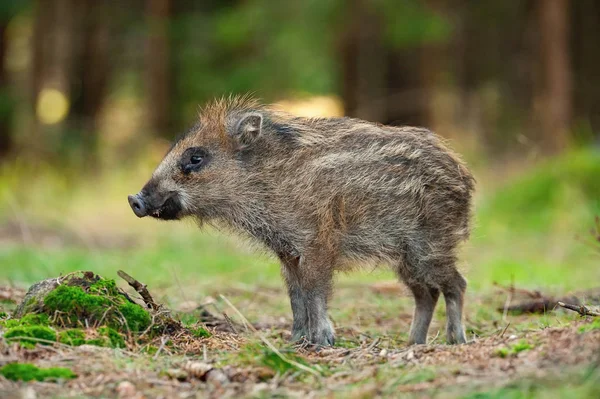 The Wild Boar piglet, sus scrofa is standing in the shoreline of a pond in the golden light of sunset. The Piglet is mirroring in the golden surface of the pond.