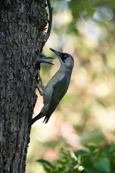 Európai Zöld Küllő Picus Viridis Táplálja Csibék Előtt Lesz Első — Stock Fotó