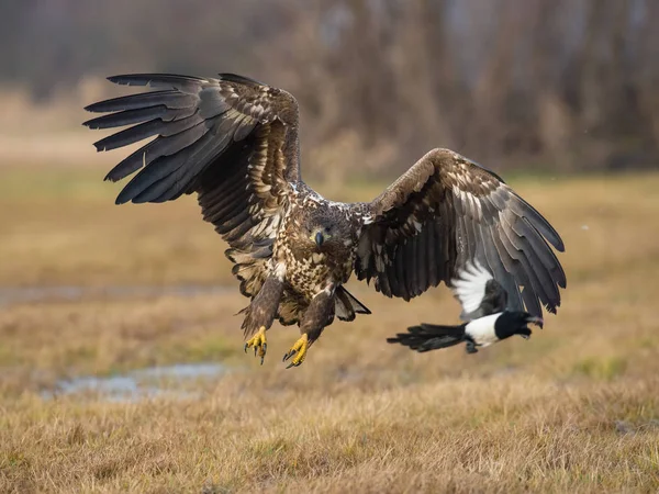 Vitstjärtad Örn Flyger Över Det Sena Höst Landet — Stockfoto