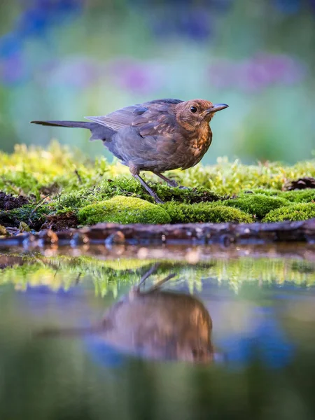 Pájaro Negro Común Está Sentado Pozo Agua Bosque Reflejando Superficie — Foto de Stock