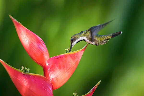 Beija Flor Está Pairando Bebendo Néctar Bela Flor Floresta Tropical — Fotografia de Stock