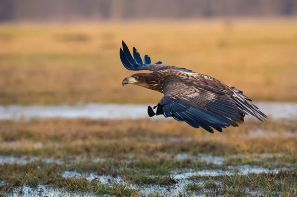 Белохвостый Орел Haliaeetus Albicilla Летит Осенней Цветовой Среде Дикой Природы — стоковое фото