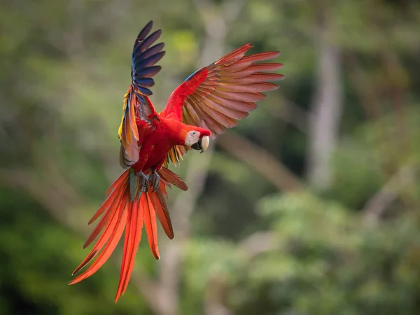 Ara Macao Scarlet Macawオウムはコスタリカのいい自然環境で飛んでいます — ストック写真