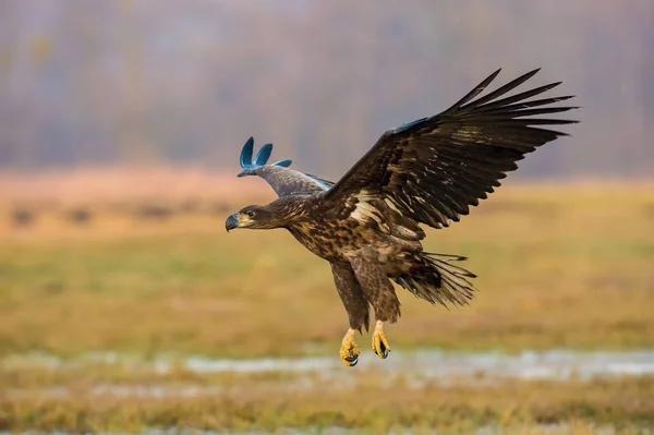 オジロワシ Haliaeetus における野生動物の秋の色彩環境が飛んでいます またとして知られている Ern アーン湖 灰色のワシ ユーラシアの海鷲 素敵な秋のカラフルな背景 — ストック写真