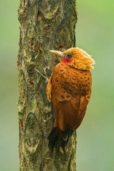 Celeus Castaneus Pica Pau Cor Castanha Pássaro Está Empoleirado Tronco — Fotografia de Stock