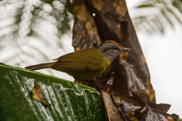 这只鸟栖息在厄瓜多尔美丽的野生动植物自然环境中的树枝上 — 图库照片