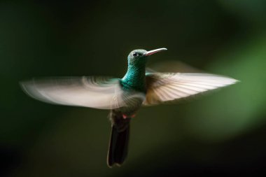 Chalybura urochrysia, Bronz kuyruklu tüylü sinekkuşu yağmur ormanlarının karanlığında geziniyor. Koyu arkaplan