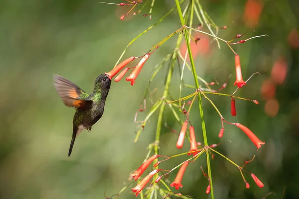 Eupherusa Nigriventris Beija Flor Barriga Preta Beija Flor Está Pairando — Fotografia de Stock