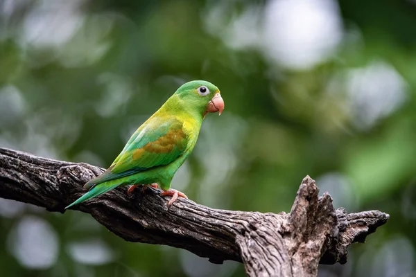 Brotogeris Jugularis Perruche Tête Orange Oiseau Est Perché Sur Branche — Photo