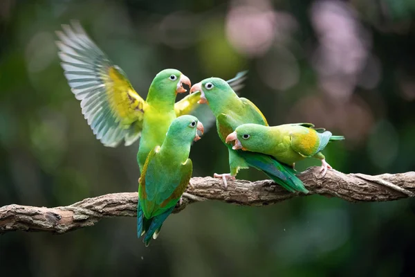 Brotogeris Jugularis Orange Chinned Parakeetコスタリカ パロの素敵な野生動物の自然環境で枝に鳥が浸透しています — ストック写真